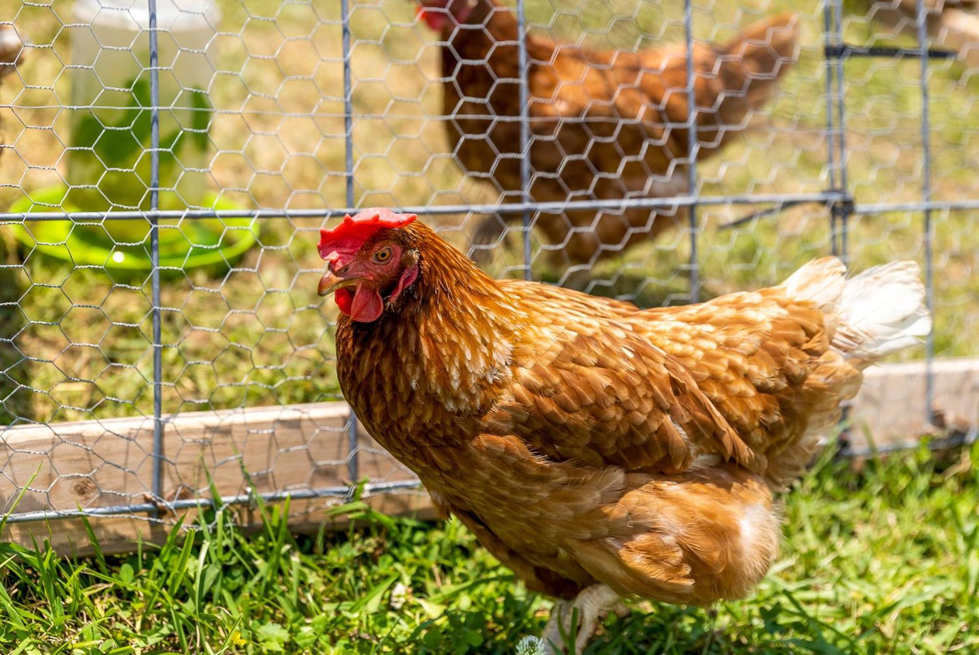 Quail Run Farm Pool Home Чатануга Екстериор снимка